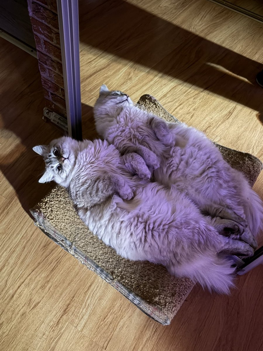 кояни tweet media