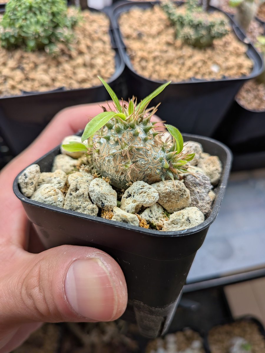 Le Norte tweet media