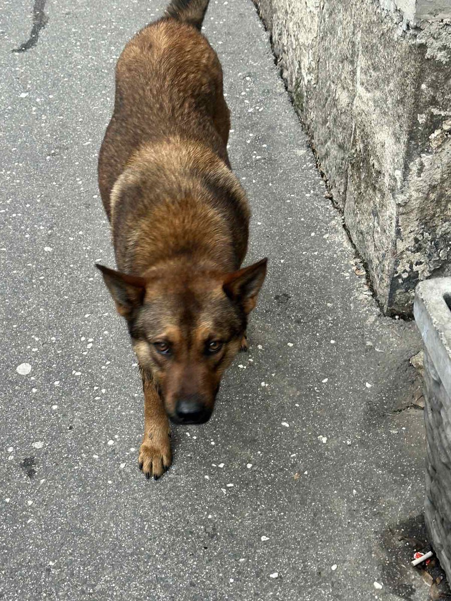 Živorad Milenkovic tweet media