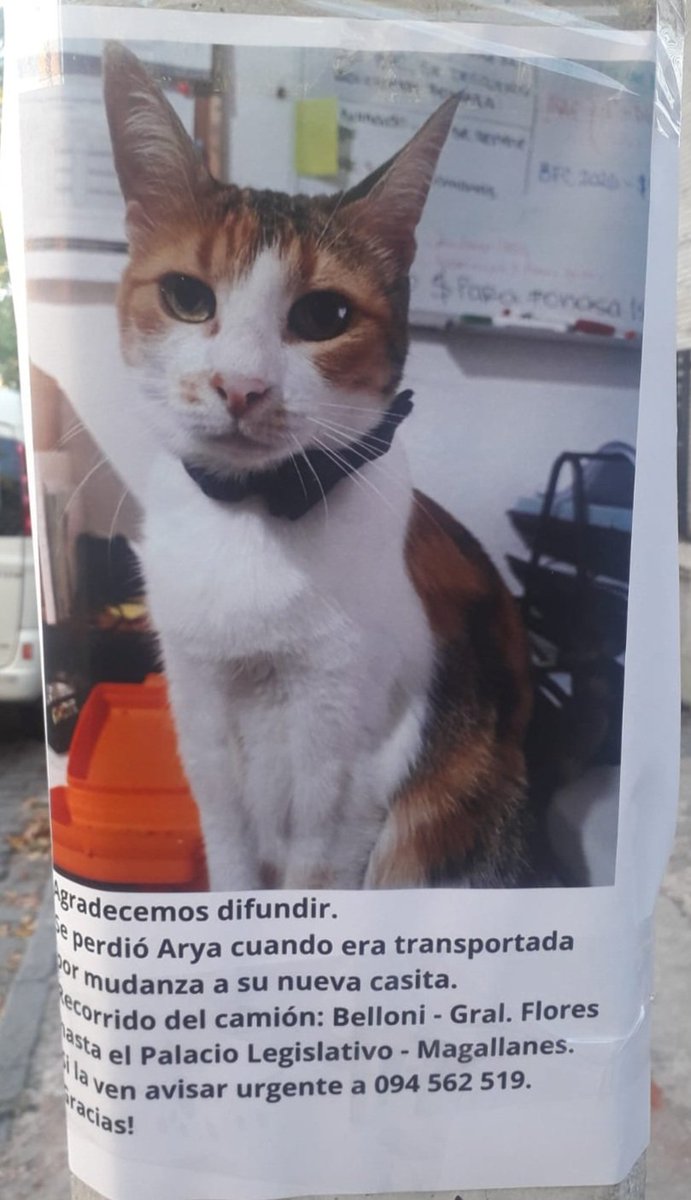 Gustavo F. Insúa tweet media