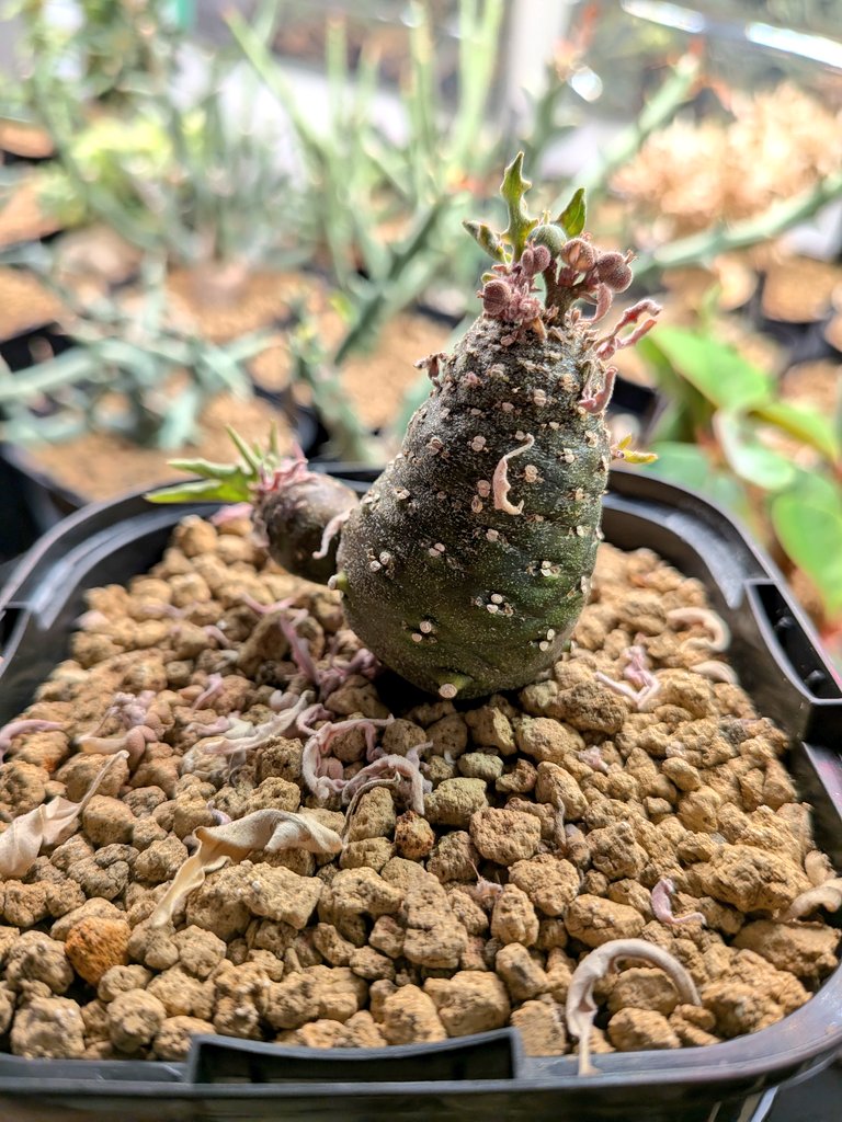 Le Norte tweet media