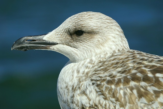 Nancy Mills tweet media