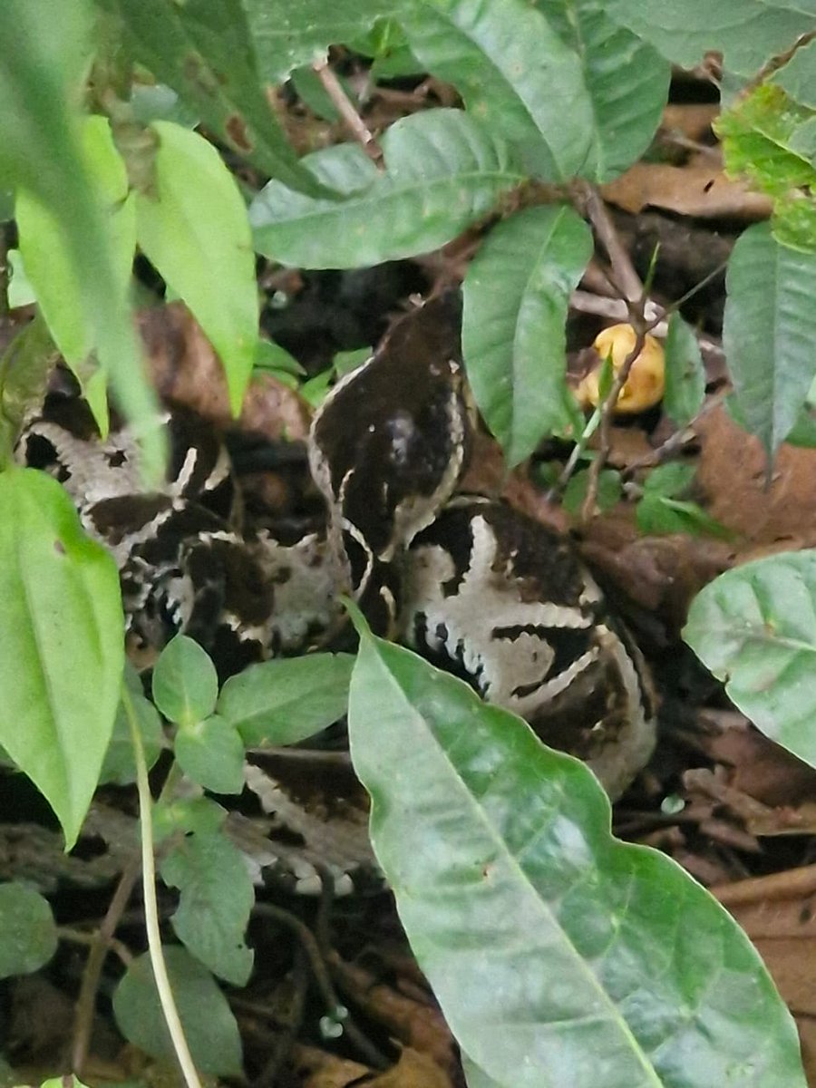 JuanJo8at tweet media