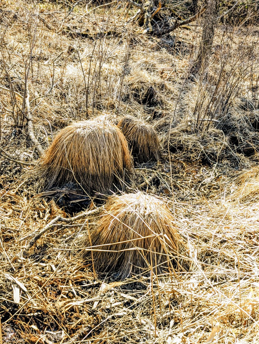 こむぎ tweet media