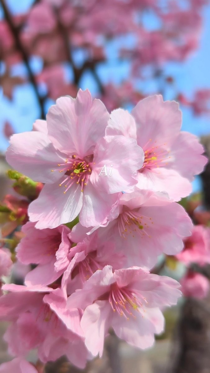 Ai 🌈₍ᐢ｡•༝•｡ᐢ₎Ꭲʱᵃⁿᵏ Ꮍ༠ᐡ⋆•.¸✽🩷🌷🌸🌺💖 tweet media