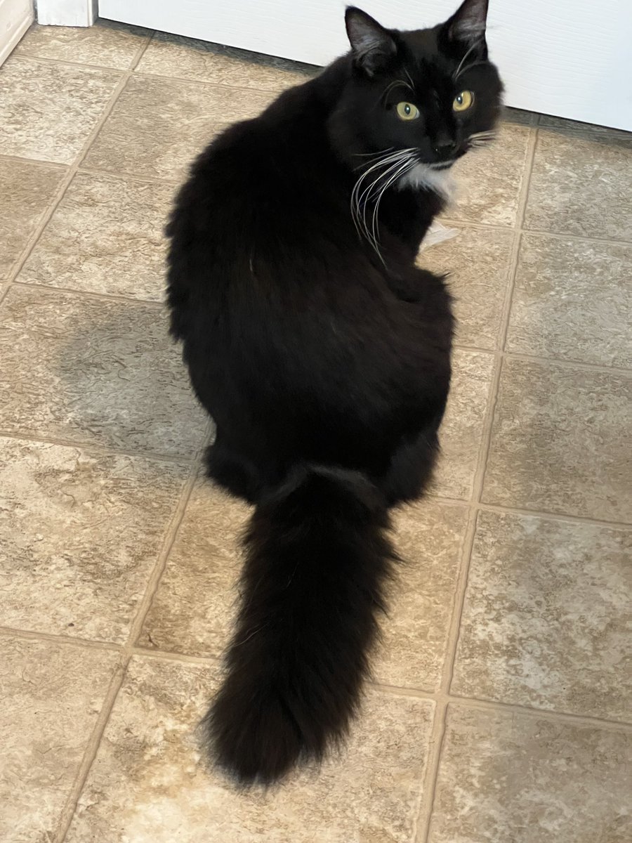 Dragon Prince 🌒🐉 tweet media