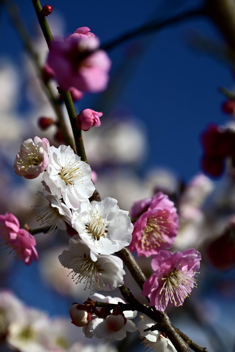 はむにゃん@写真 tweet media