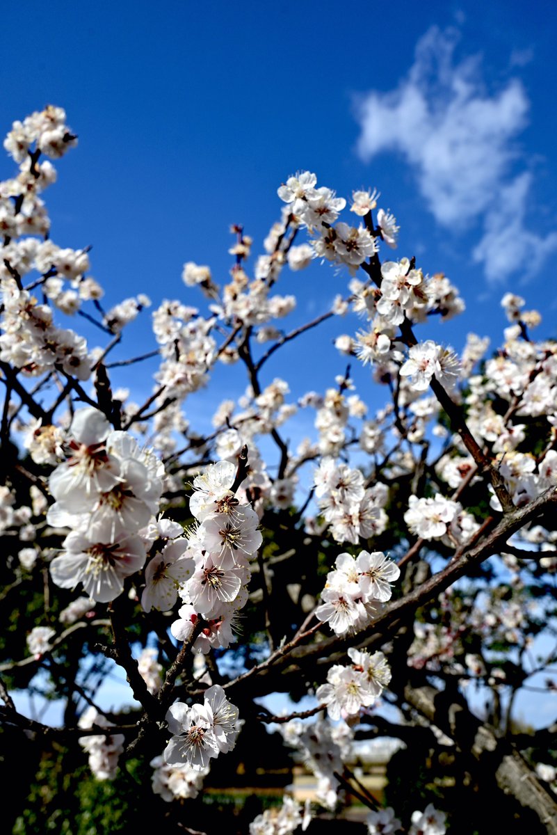 はむにゃん@写真 tweet media