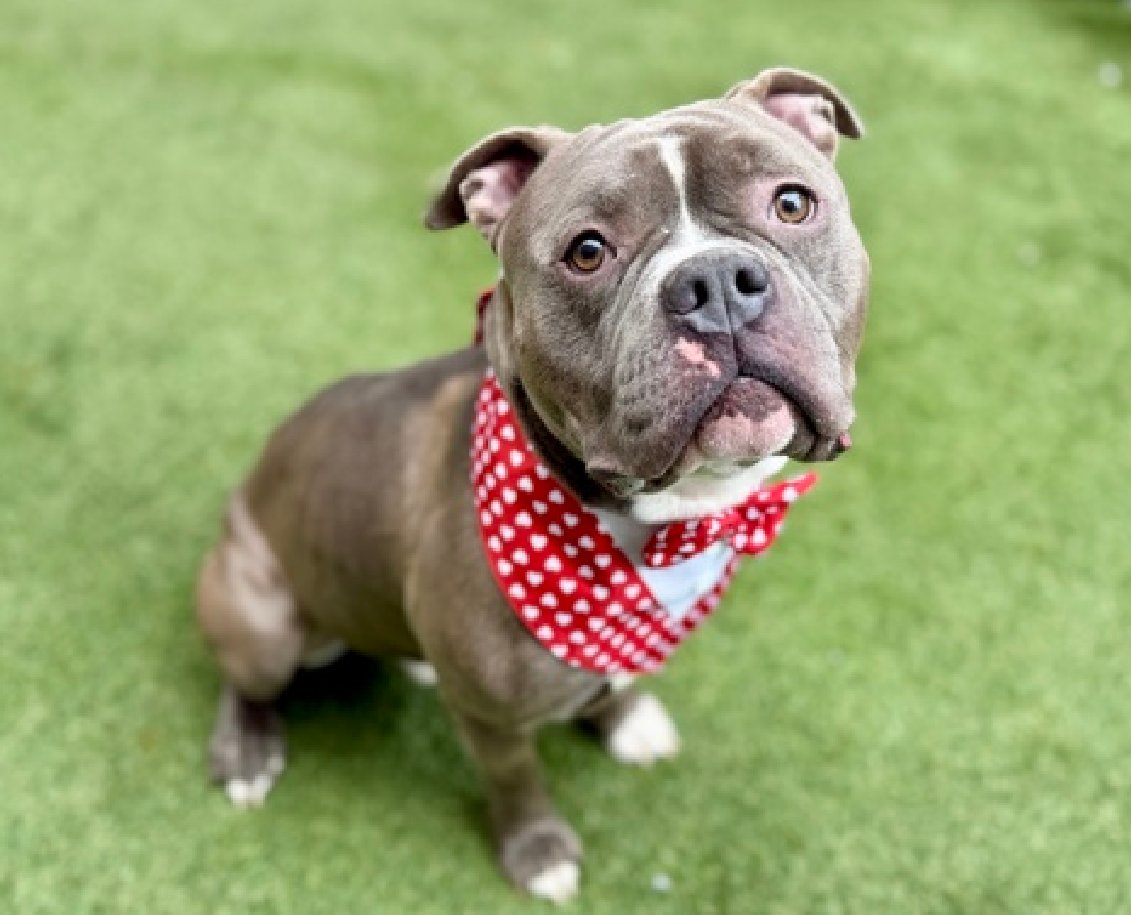 Cozy Paws🐾 tweet media