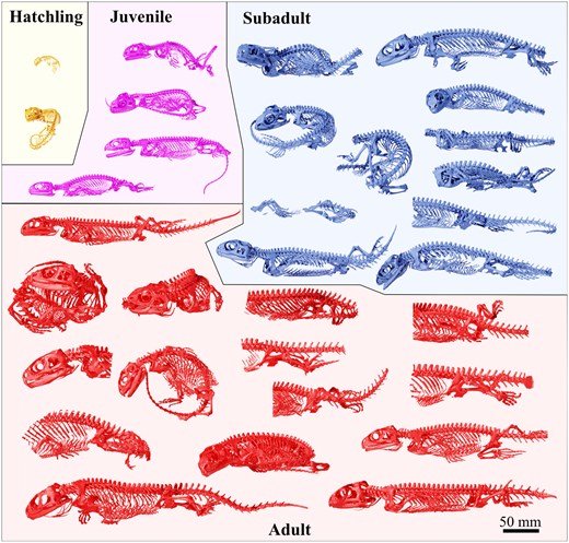 beccarivictor's tweet photo. The last chapter of my PhD thesis has been finally published! We describe the axial skeleton of the Tuatara in detail, focusing on osteological variability, ontogeny, and fossil remarks.
Check it out, it's open access!
https://t.co/hVM7BCxewz https://t.co/VKqqso3AmB