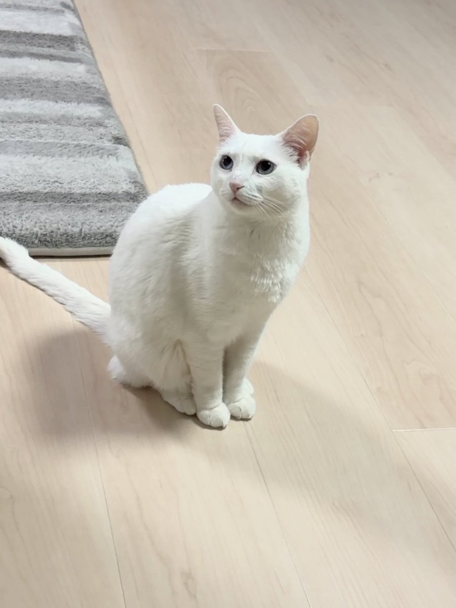 チャコママ tweet media