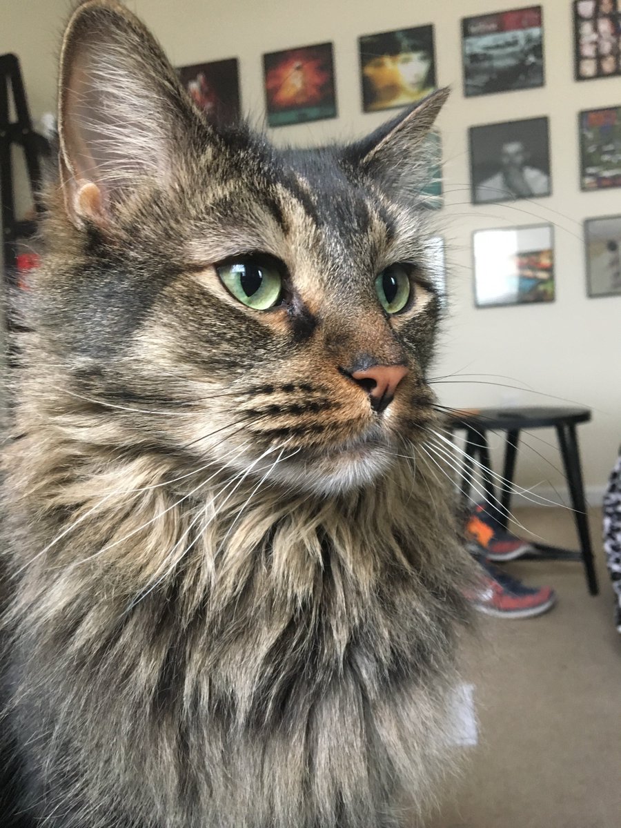 Amanda ✨ MOSTLY UPDATES tweet media