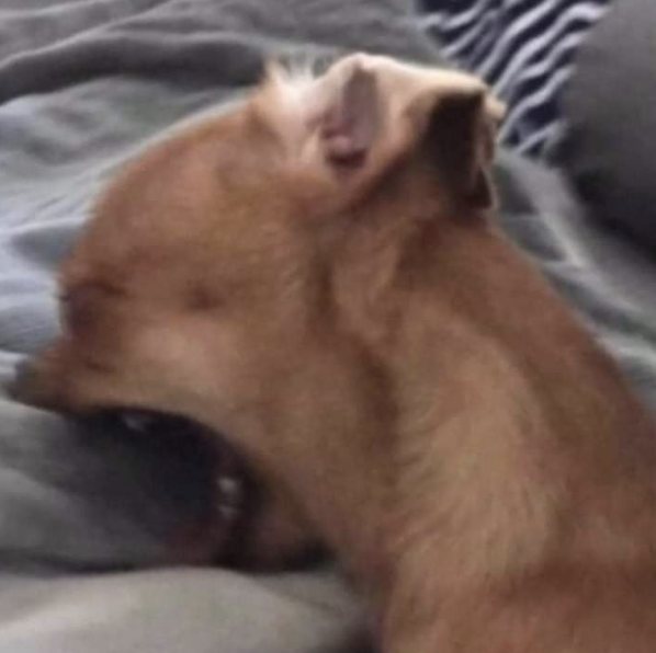 The Marías tweet media