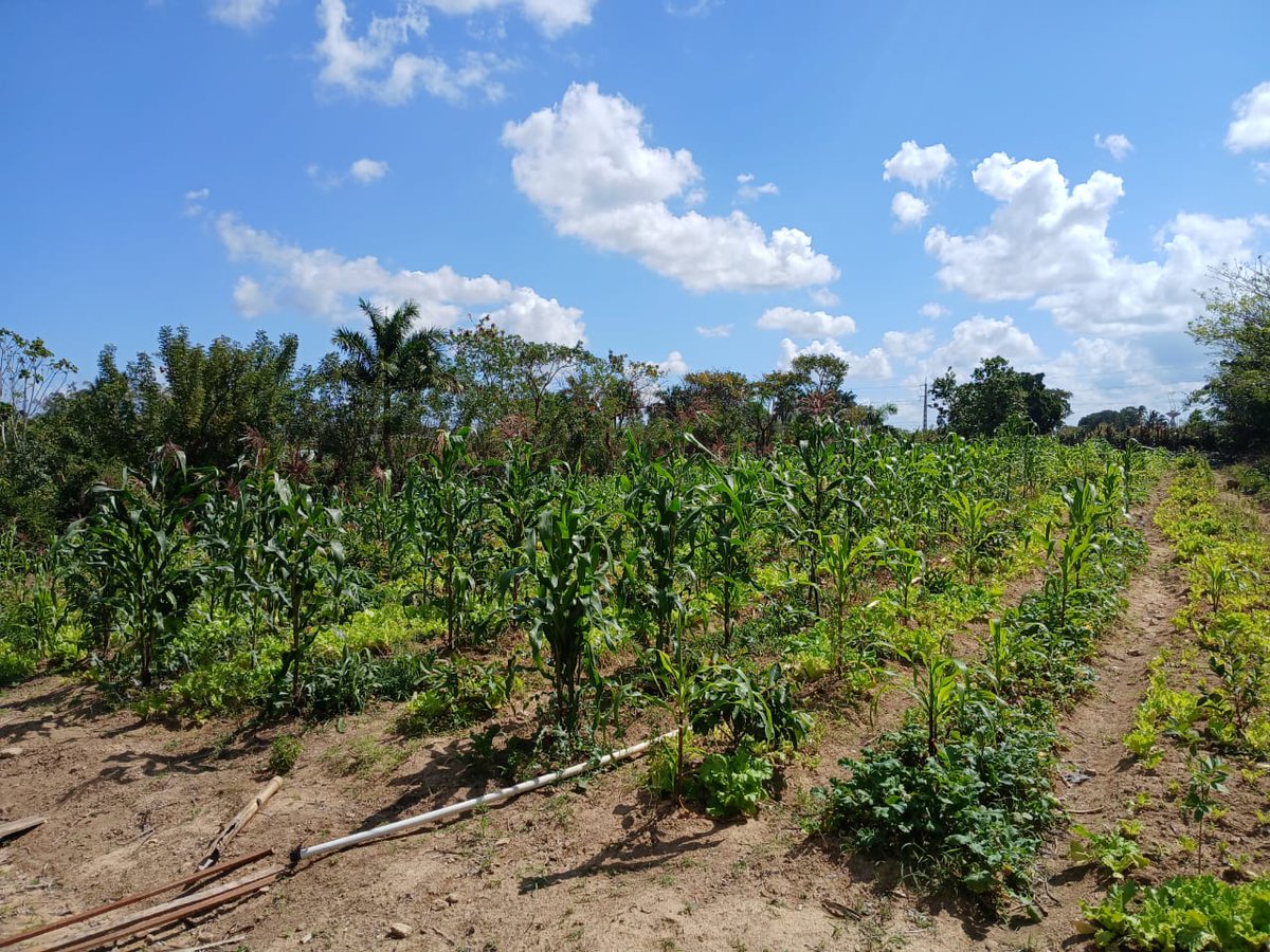 La producción de alimentos es prioridad para el autoabastecimiento municipal en San miguel del padrón  #CubaEstáFirme #CubaVencerá #CubaNoEstáSola  🇨🇺🇨🇺❤️🇨🇺🇨🇺