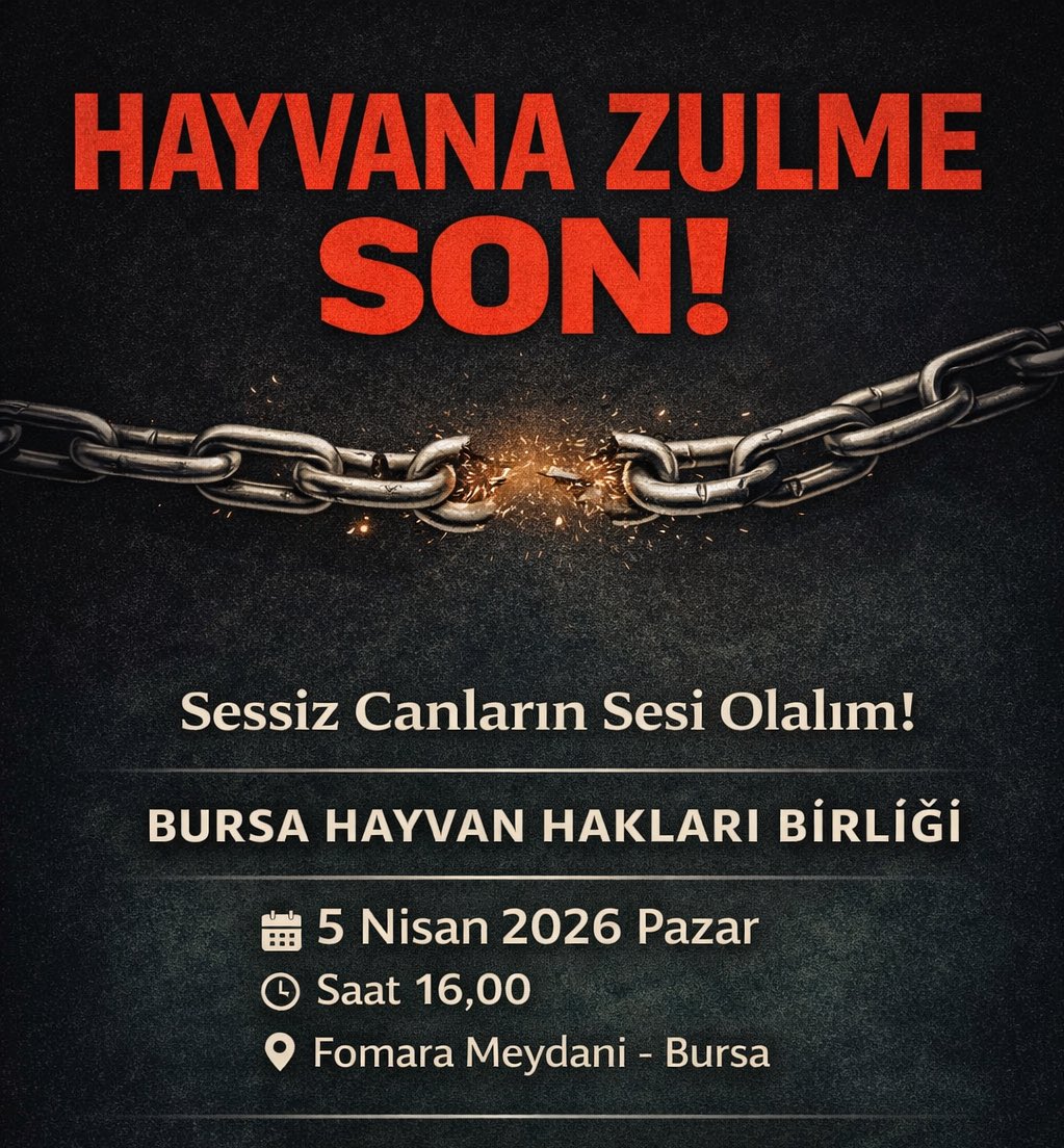 BursaHayvanHaklarıBirliği tweet media