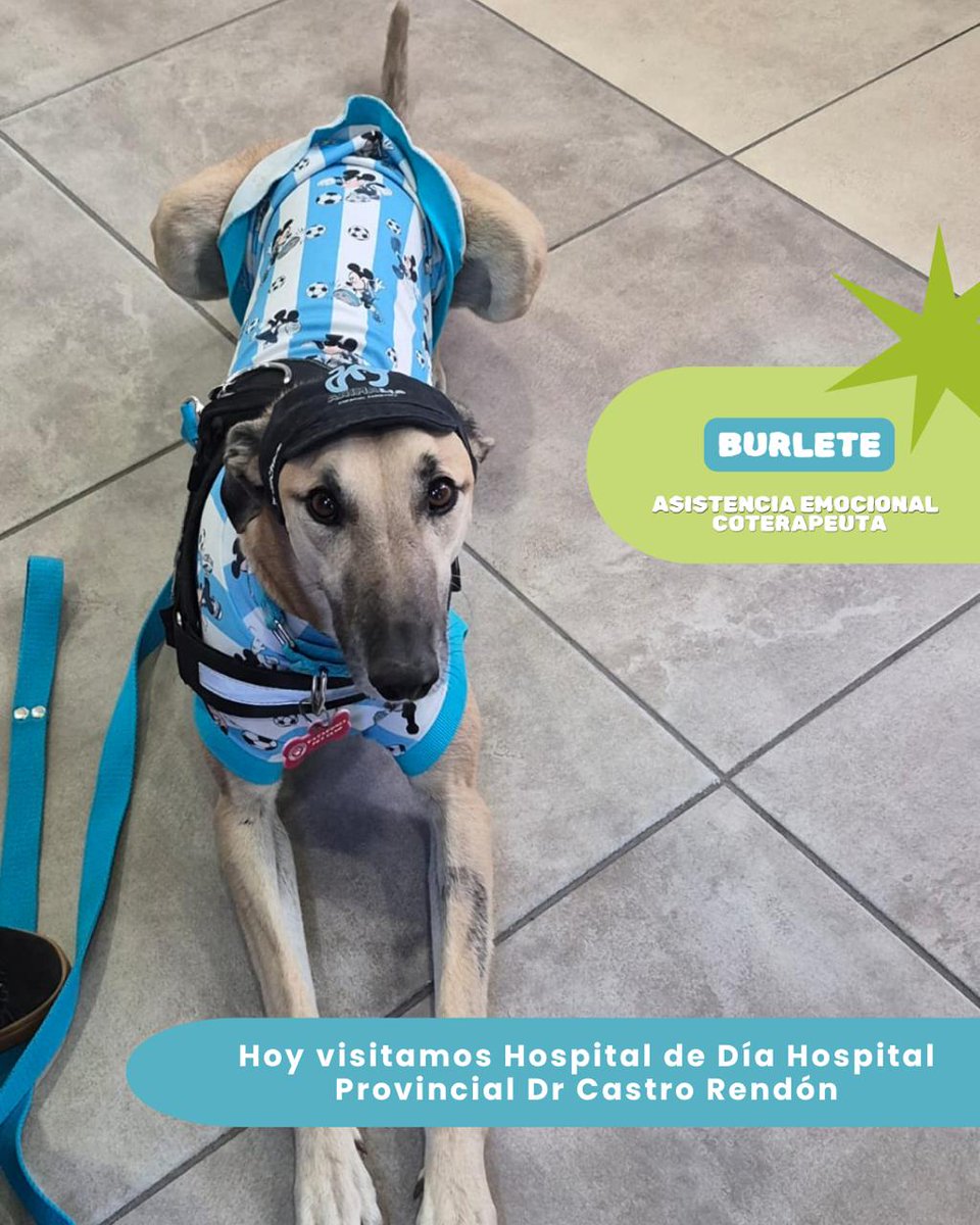 🐾𝑨𝒏𝒅𝒓𝒆𝒂 𝑭𝒆𝒓𝒓𝒂𝒄𝒊𝒐𝒍𝒊 🐾 tweet media