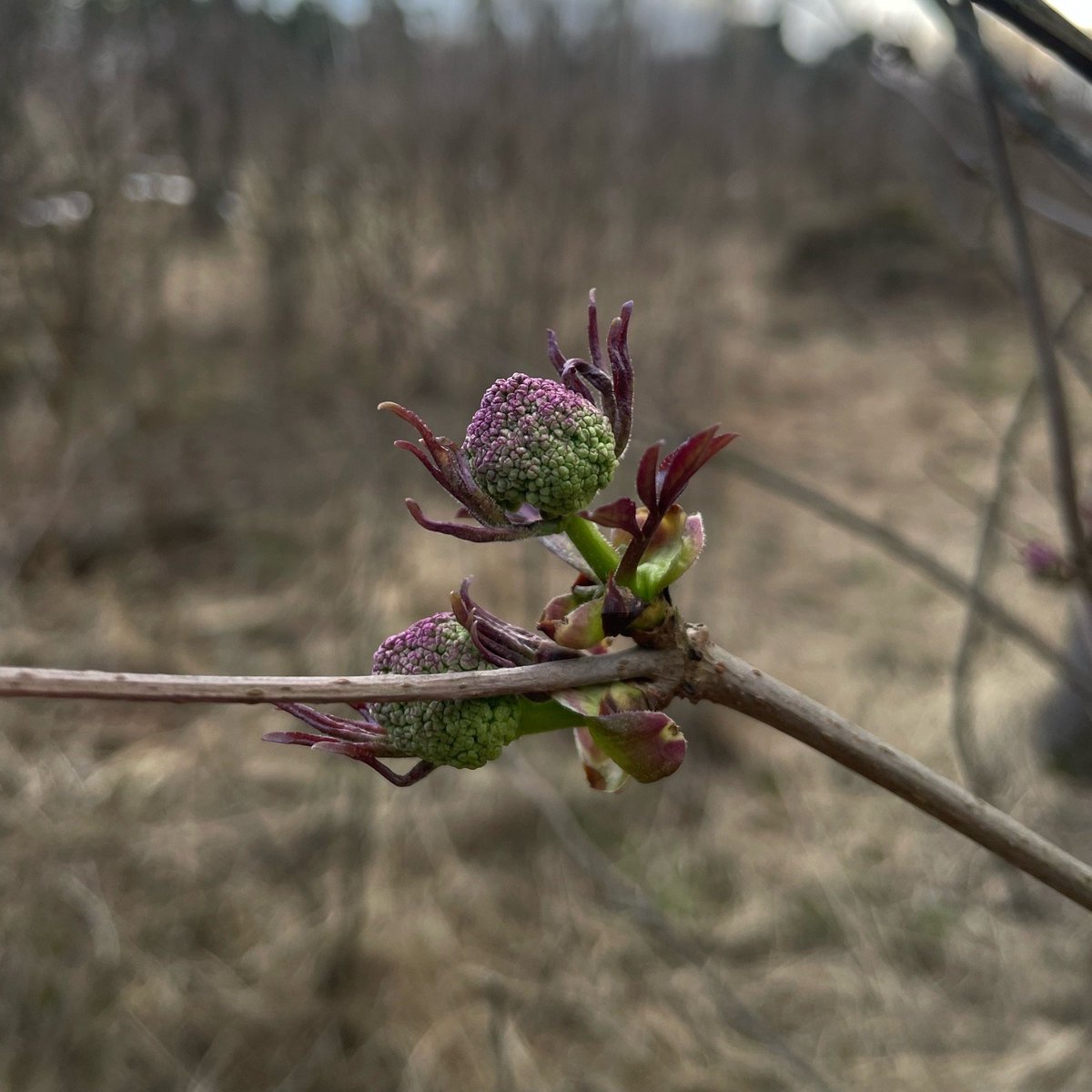 пацанское урчание tweet media