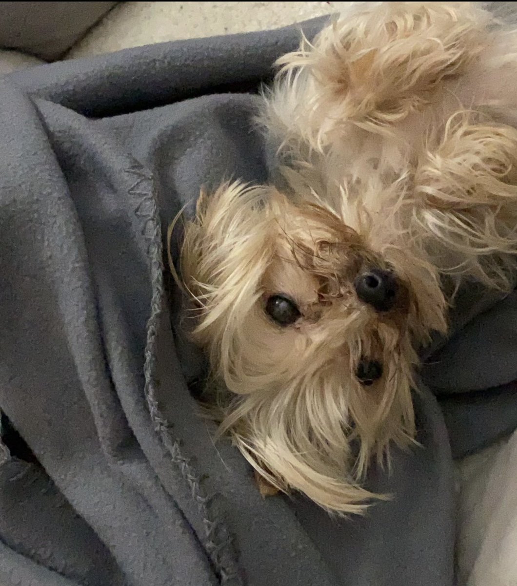 MelC930's tweet image. Happy Birthday in Doggie Heaven to my little guy 😭🥺 

Miss you so much Champ 🐾 💔
#DogLoversUnite 
#MissYou