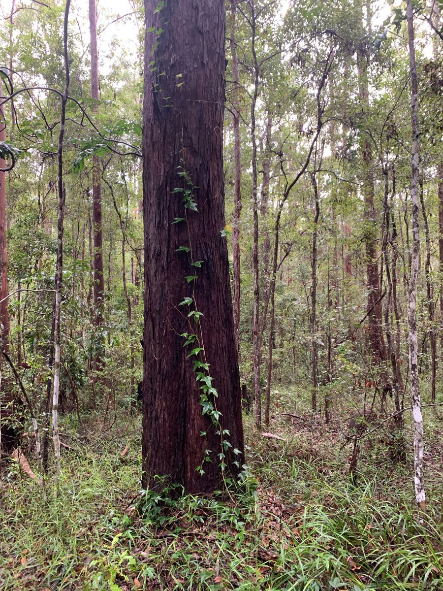 Miki @TheOrdinary.Love tweet media