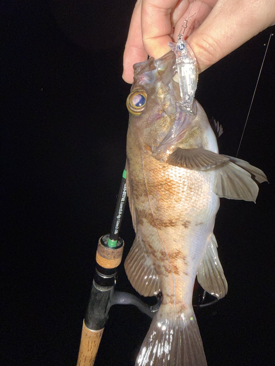 もくりんくん tweet media