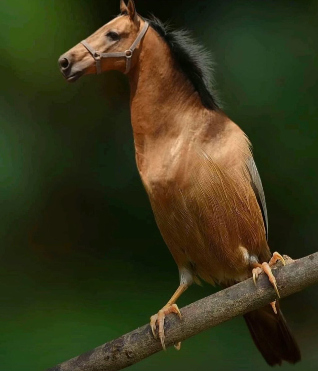 Hirohiko Araki tweet media