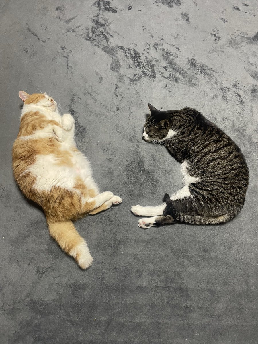 猫のいる幸せ