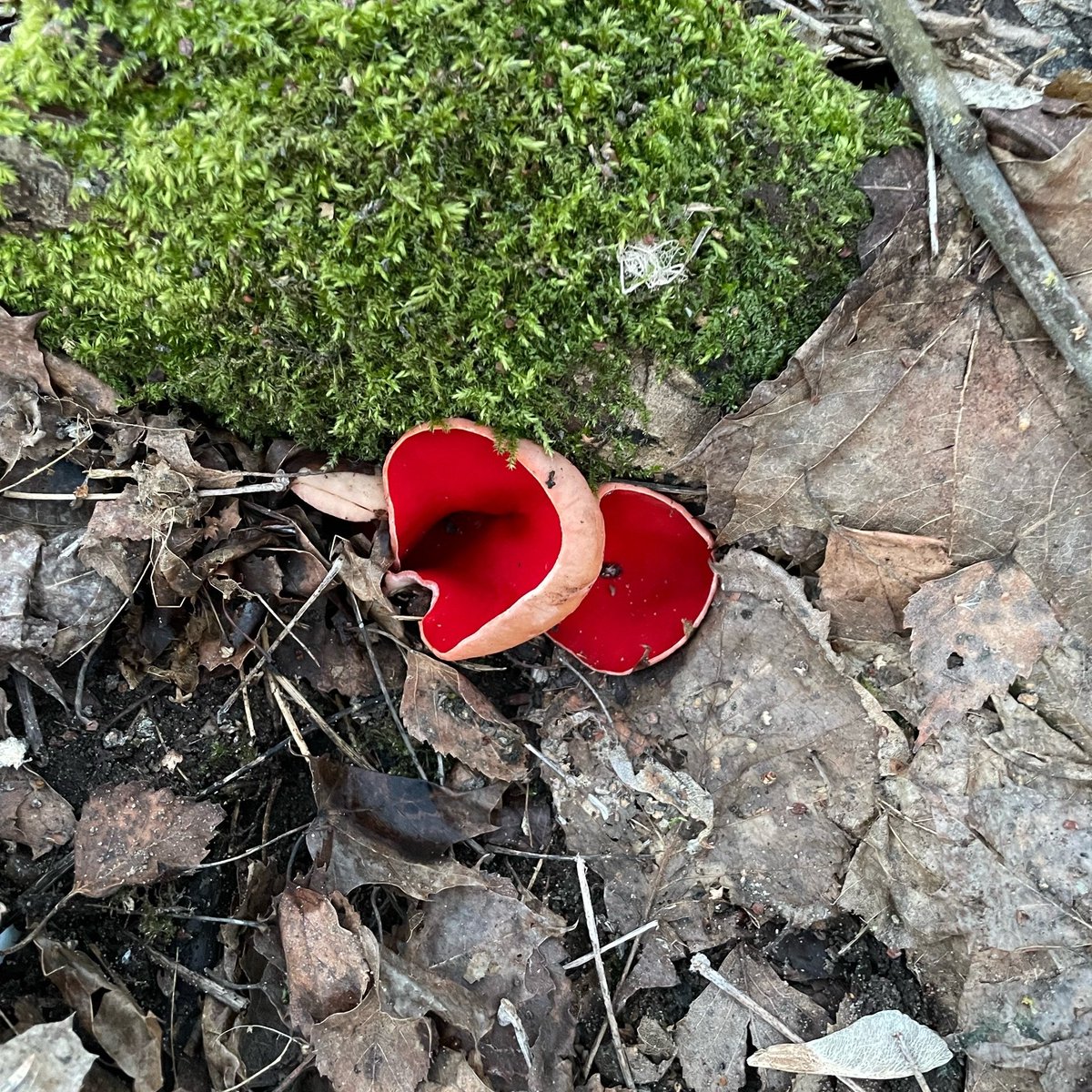 пацанское урчание tweet media