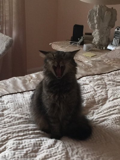 julie 🦩🍩🌟 tweet media