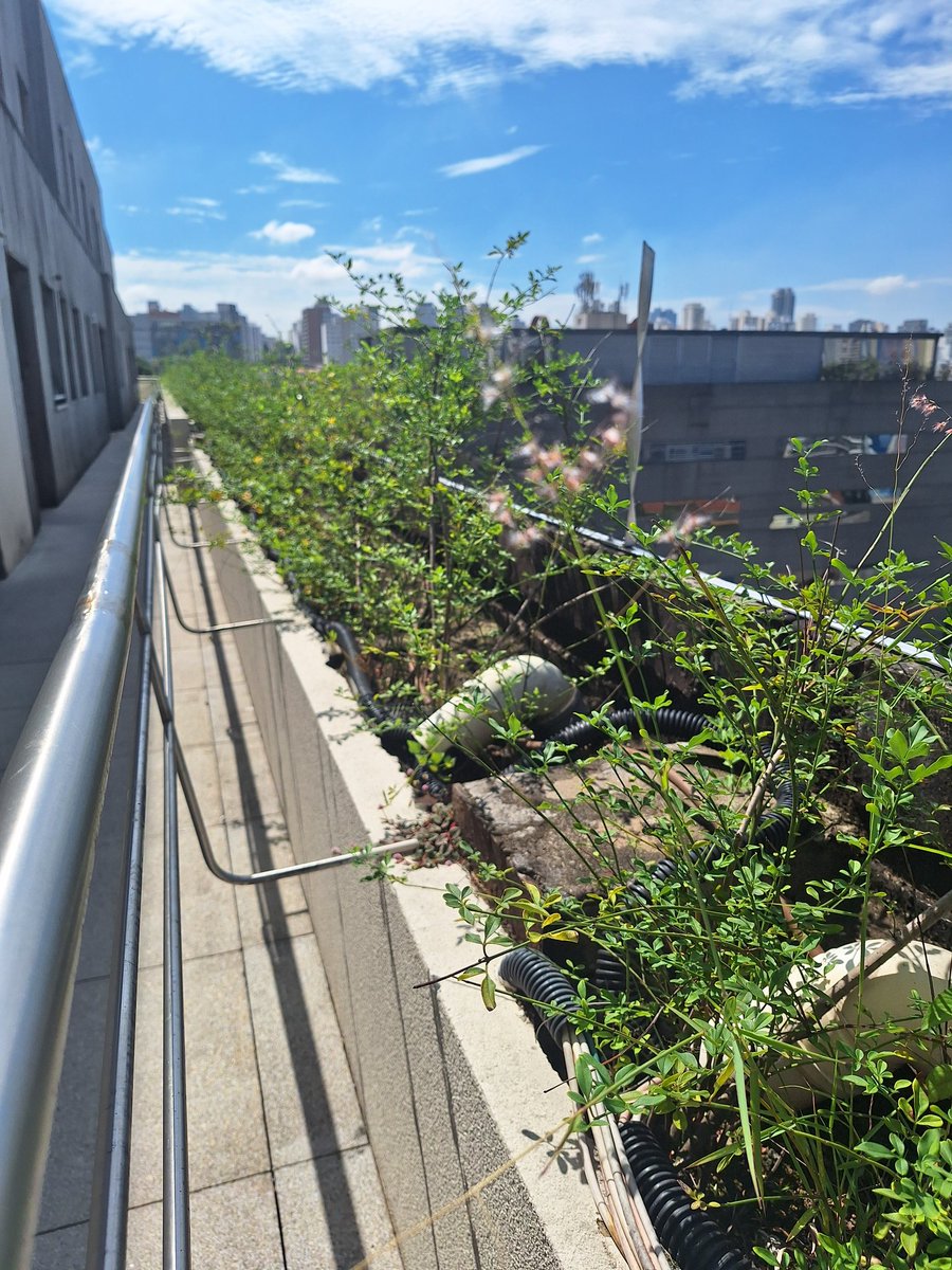 Araujo | 💻 tweet media