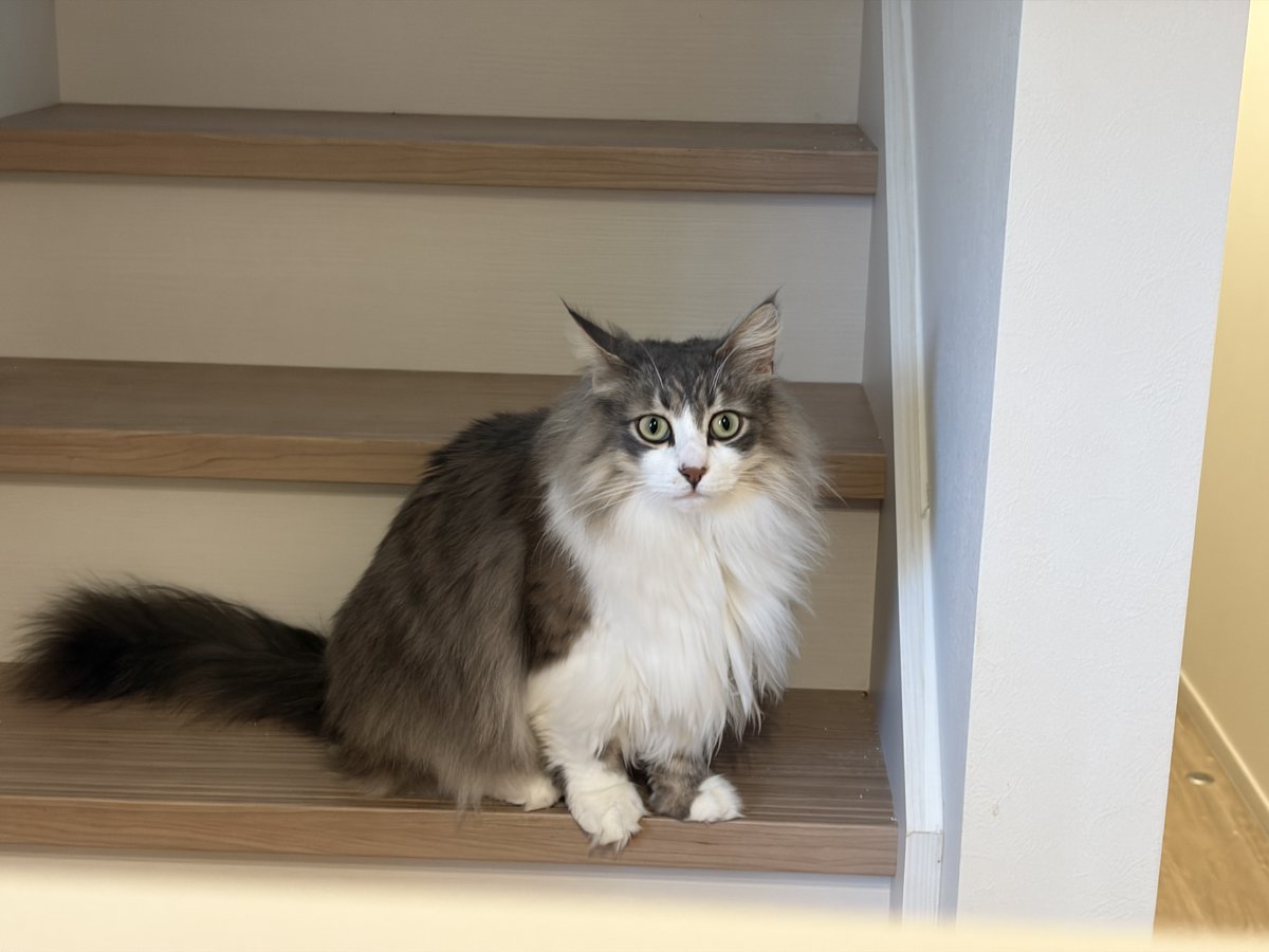 tatarina tweet media