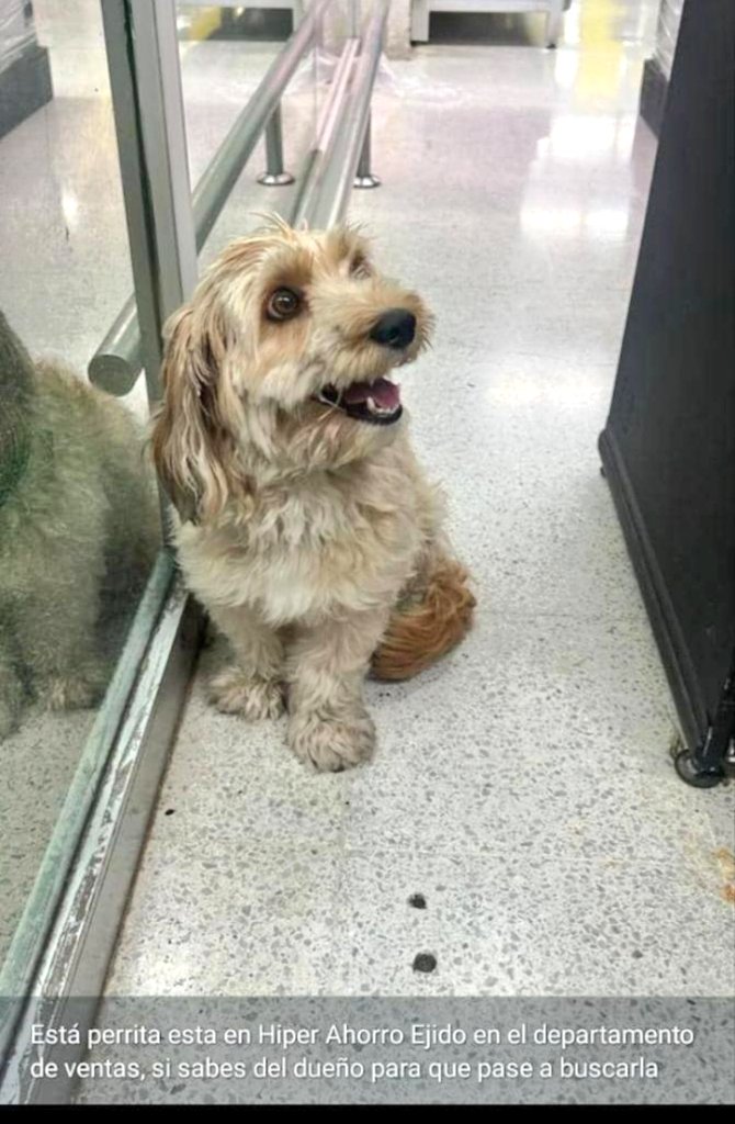 Mary X 🩵🐕🐈 tweet media