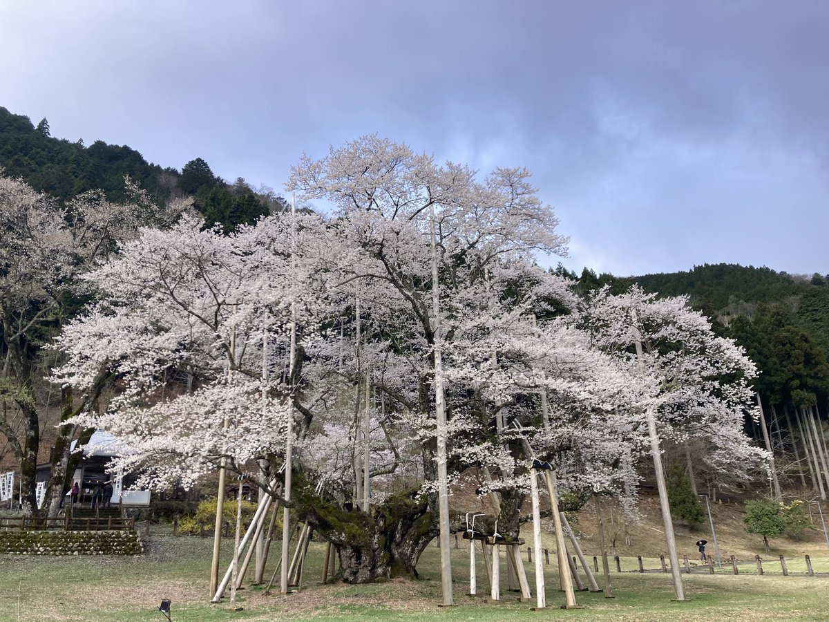 ラムラム西山 tweet media