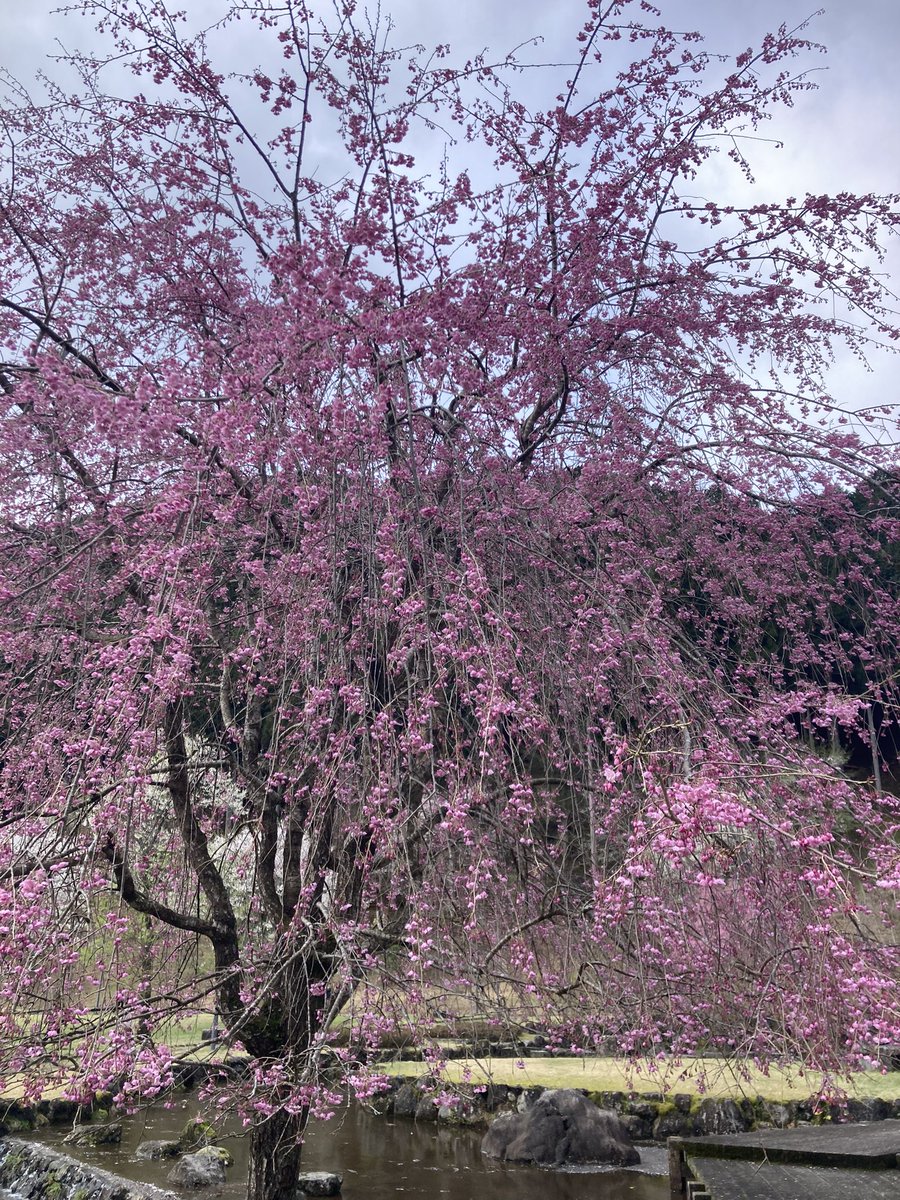 ラムラム西山 tweet media