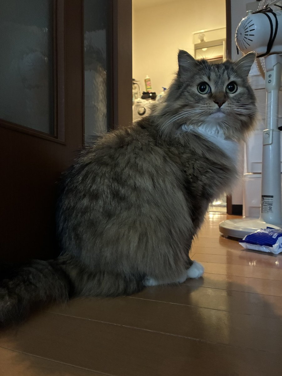 猫のノチェロ tweet media