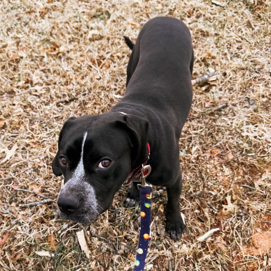 Rescue Dogs Rock, D.C. 🐾🐾🇺🇸 tweet media