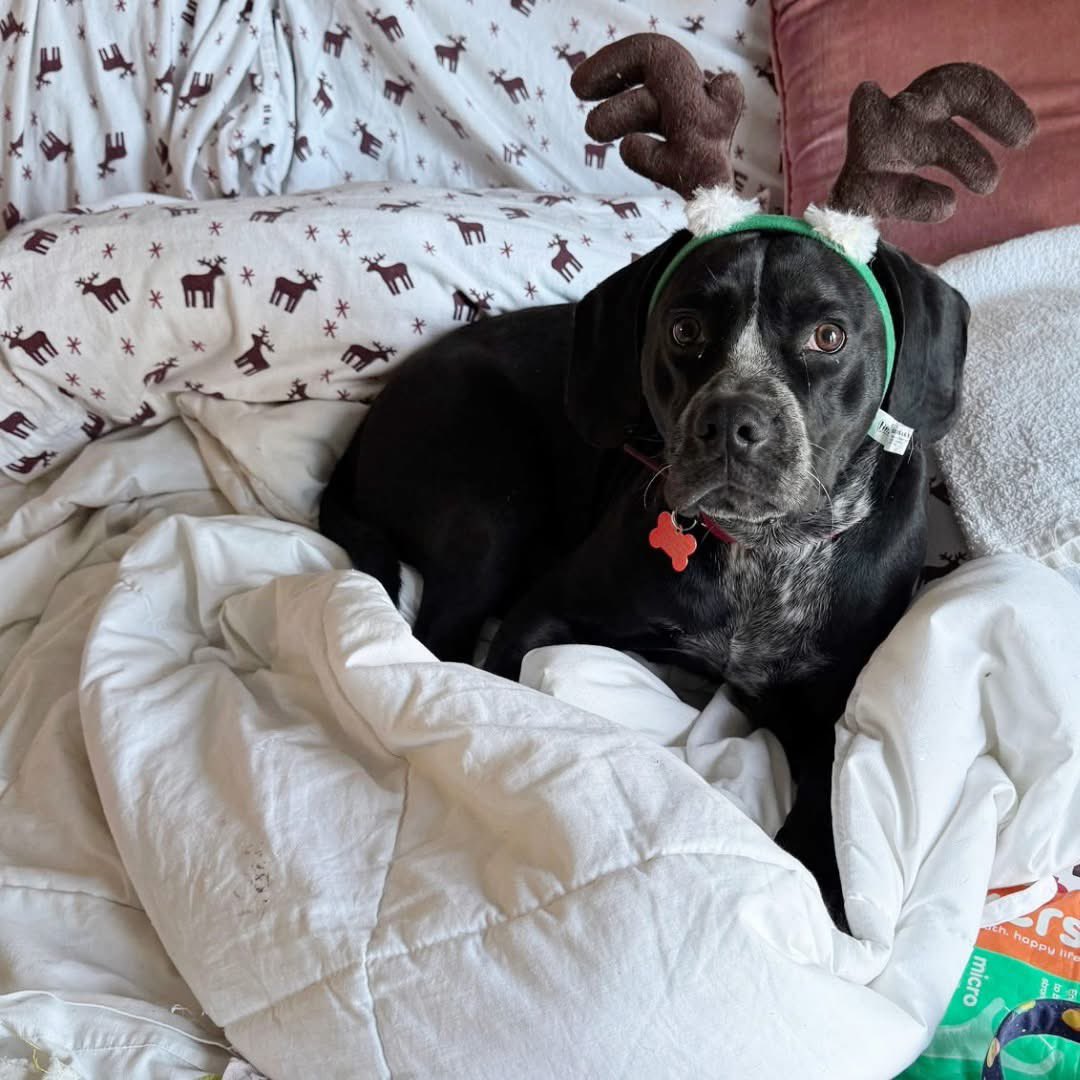 Rescue Dogs Rock, D.C. 🐾🐾🇺🇸 tweet media