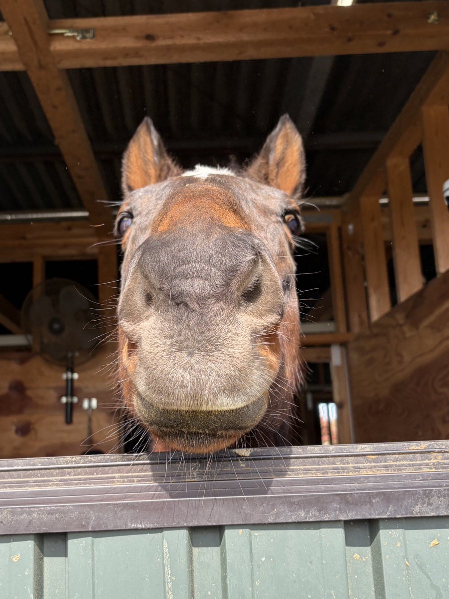 一般社団法人 Horse Value tweet media