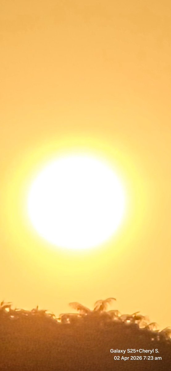 Cheryl Scheffer tweet media