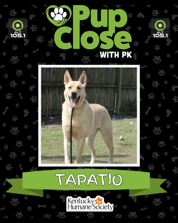 alt1051's tweet photo. Need your routine "spiced" up!? TAPATIO is ready to take your life to the next level! He's this week's #PupCloseWithPK adoptable dog of the week at @kyhumane! Hit the link below and find out how to add him to your family today!

https://t.co/fpoAPscHqY https://t.co/w6IcneQi2J