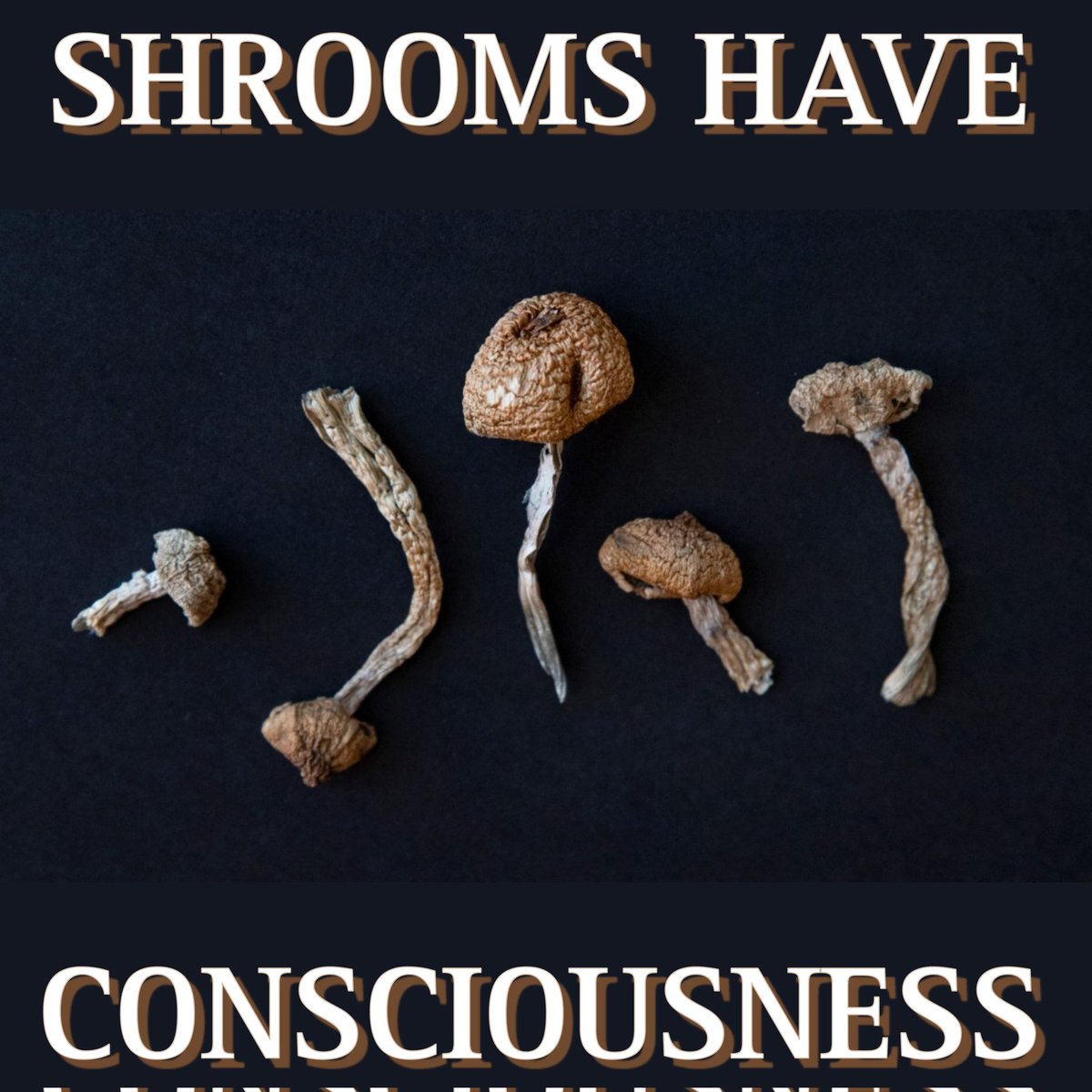 👾 𝐀𝐥𝐢𝐞𝐧𝐬 & 𝐏𝐬𝐲𝐜𝐡𝐞𝐝𝐞𝐥𝐢𝐜𝐬 🌵 tweet media