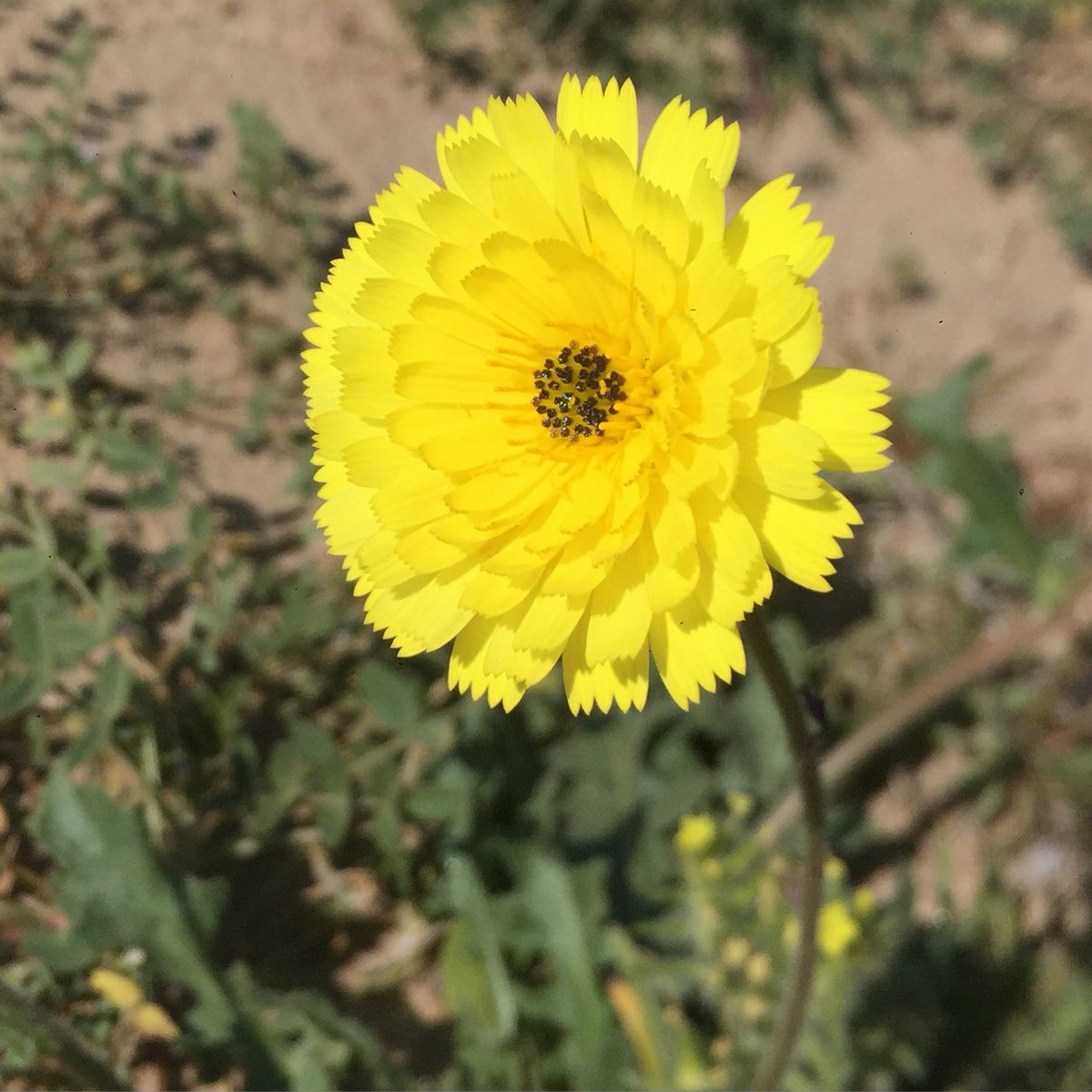 سارة صلاح العتيقي tweet media