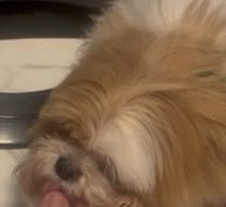 eluvi ♡ | diana venicia pls 🦎🇧🇷 tweet media