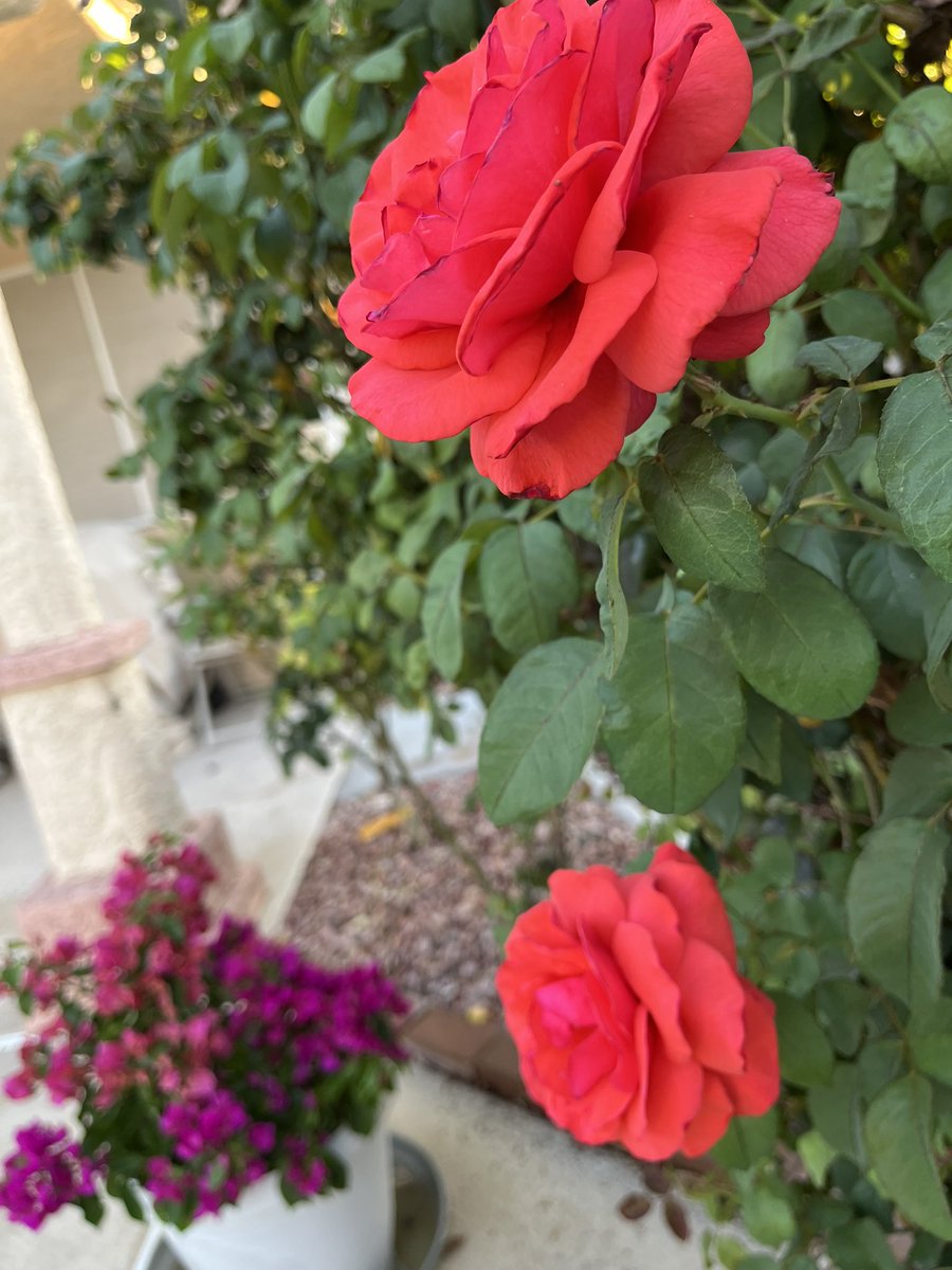 chernorris's tweet photo. April in bloom #April1st A new day, a new month. Welcome to beautiful, bud bursting,  #April. #April 1 st #Wednesday 💚💜💛❤️🧡🩵🩷🌱🌿🌼🌺🌼🌸#Nature #SpringTime🦋 🐝 🌹 🦆 #springflowers https://t.co/OrEZzt60gc