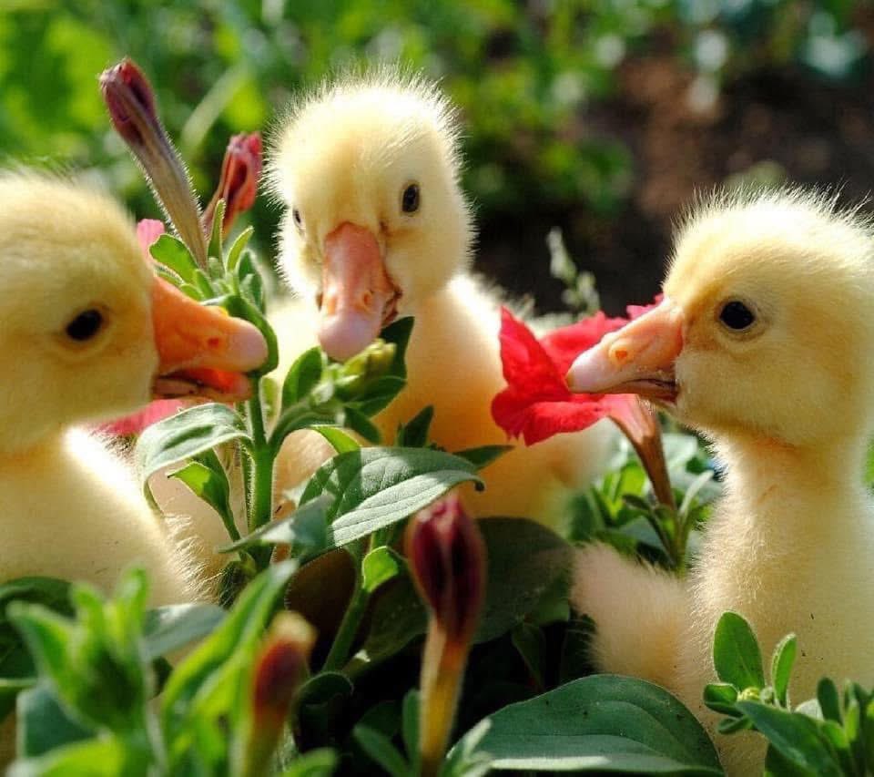 chernorris's tweet photo. April in bloom #April1st A new day, a new month. Welcome to beautiful, bud bursting,  #April. #April 1 st #Wednesday 💚💜💛❤️🧡🩵🩷🌱🌿🌼🌺🌼🌸#Nature #SpringTime🦋 🐝 🌹 🦆 #springflowers https://t.co/OrEZzt60gc