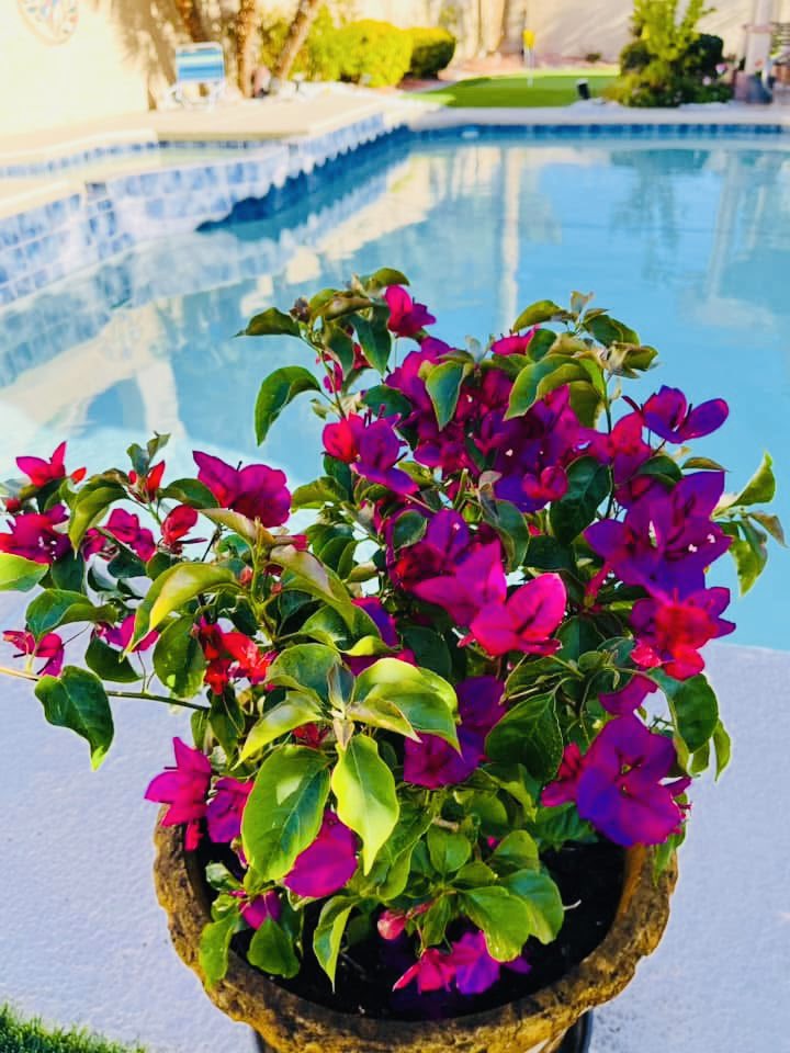 chernorris's tweet photo. April in bloom #April1st A new day, a new month. Welcome to beautiful, bud bursting,  #April. #April 1 st #Wednesday 💚💜💛❤️🧡🩵🩷🌱🌿🌼🌺🌼🌸#Nature #SpringTime🦋 🐝 🌹 🦆 #springflowers https://t.co/OrEZzt60gc