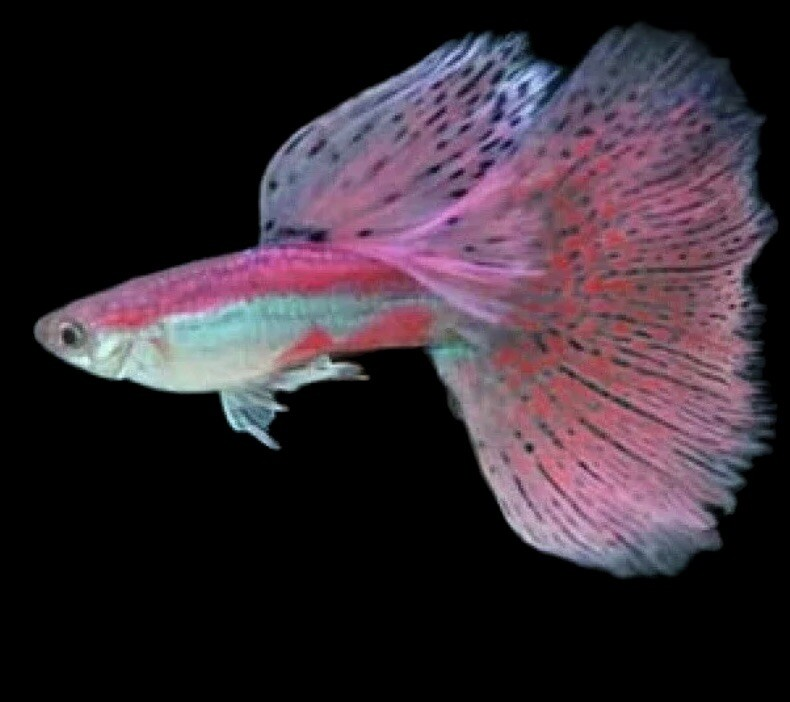 Feferi Peixes tweet media