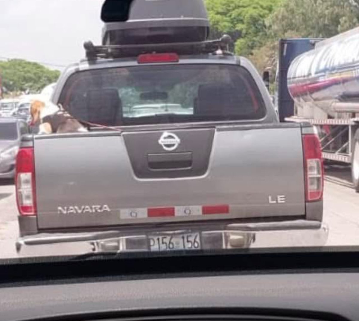 ba749Nsm's tweet image. DENUNCIA. Perrito beagle desesperado al borde de tirarse del carro en carretera a los chorros. La dueña adentro con AC.. le pedimos a la duena meterlo al vehiculo y no le importo. El perrito esta desesperado 
@ibaelsalvador @Beryz10 @alcaldia_ss @PNCSV