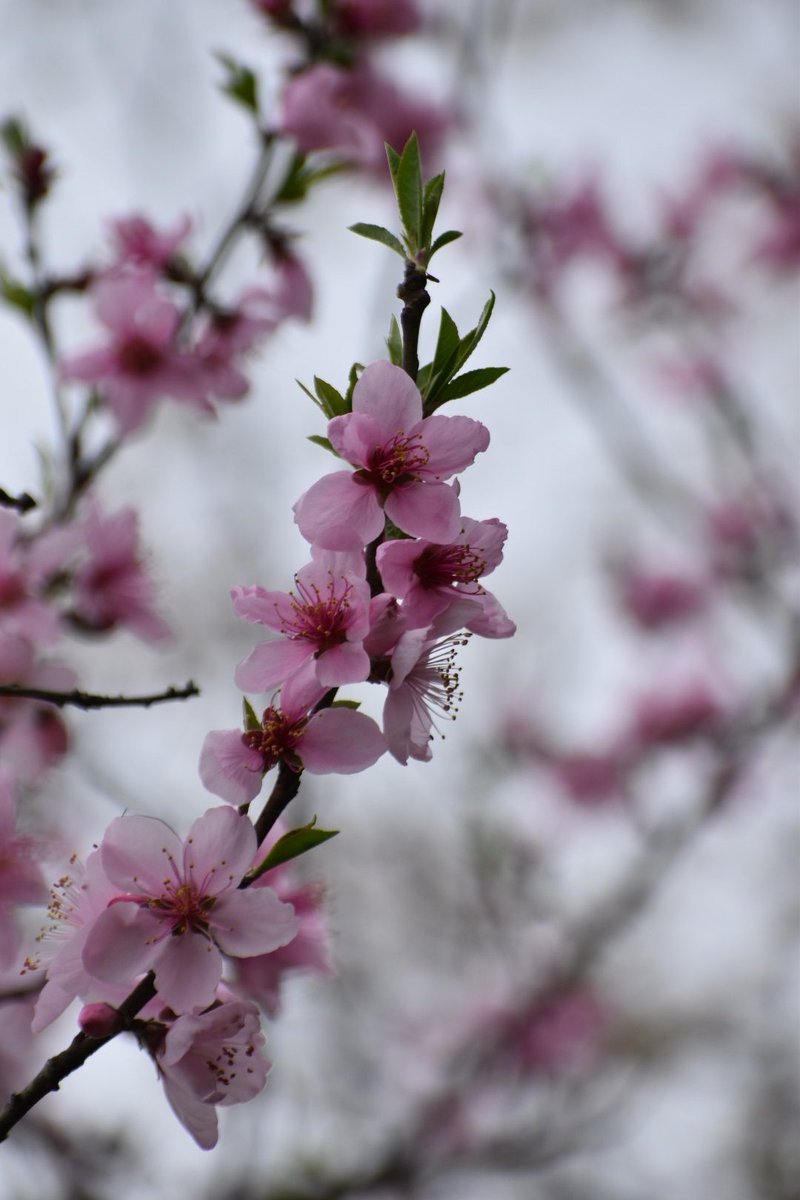 1gou（くくる） tweet media