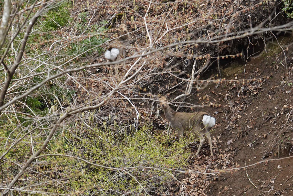 山笑海笑 tweet media