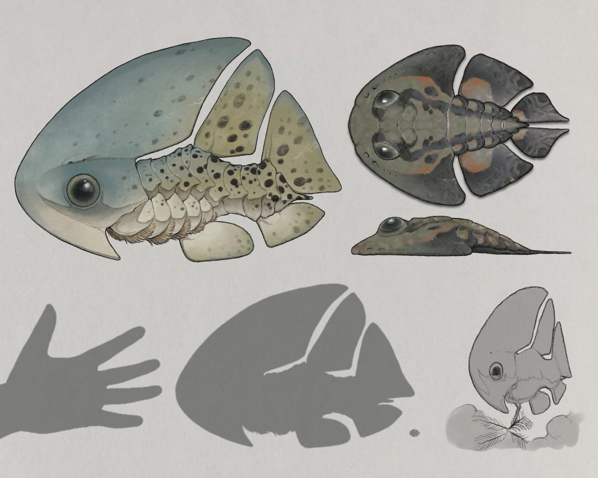 nao70shark tweet media